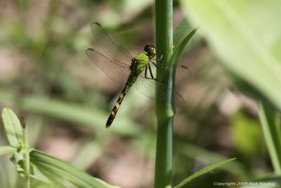 Female Eastern Pondhawk
