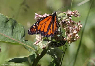 Monarch & caterpillar