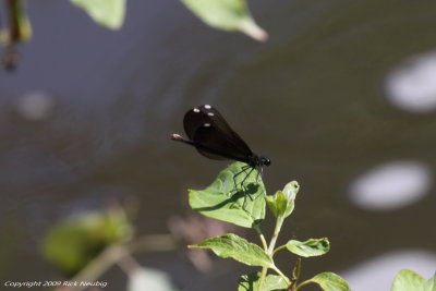 Ebony jewelwing.jpg