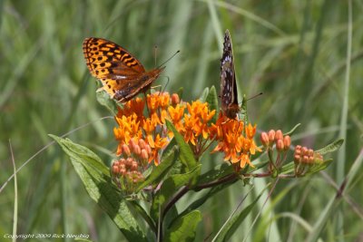 Fritillaries.jpg