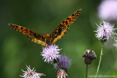 Fritillary.jpg