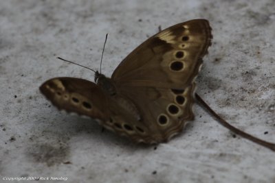 Northern Pearly Eye