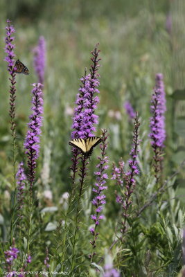 Liatris & swallotail