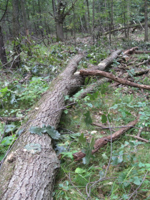 Tree3.jpg