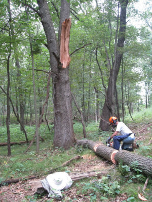 Tree5.jpg