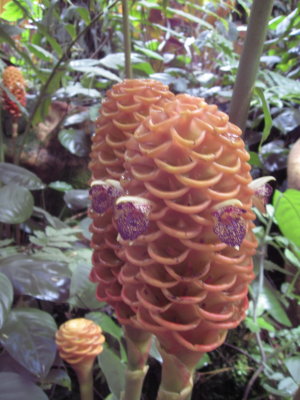 Lyon Arboretum