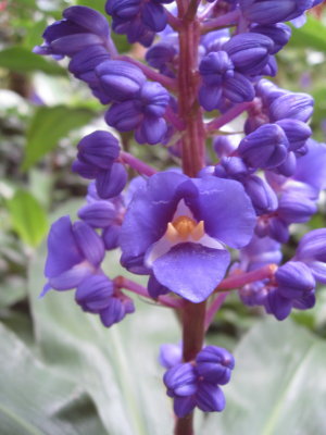 Lyon Arboretum