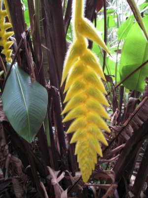 Lyon Arboretum