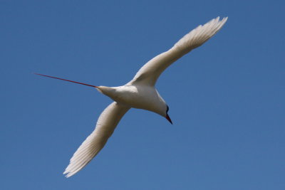 Hawaii Birds