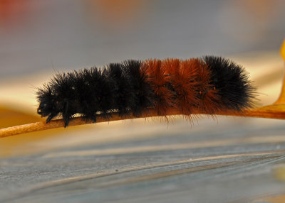  Woolly Bear Caterpillar Pyrrharctia isabella 