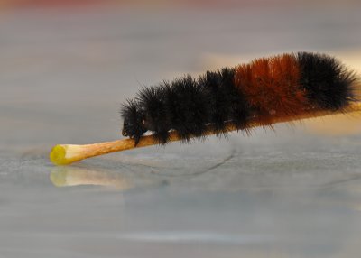  Woolly Bear Caterpillar Pyrrharctia isabella 