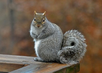 Eastern Gray Squirrel [Sciurus carolinensis]