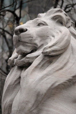 Library Lion