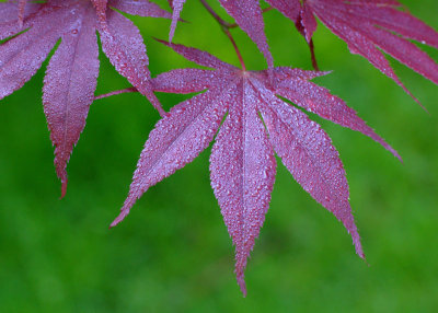 Maple leaves