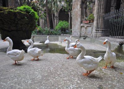 Geese in the Cathedral of Barcelona in the Gothic section