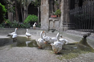 Geese in the Cathedral of Barcelona in the Gothic section