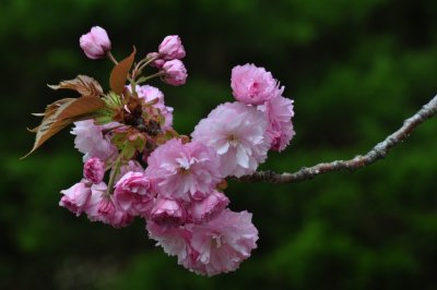  Cherry Blossom 