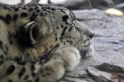  Snow Leopard 