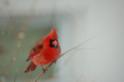 Cardinal