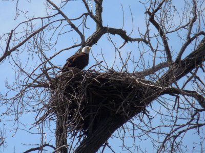 Female Bald Eagle 1 4-09.JPG