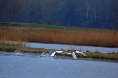 Swans 4-09 1.jpg