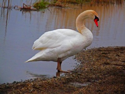 Swan 4-09 3.jpg