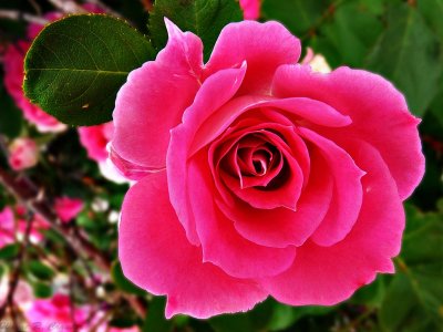 Pink Rose 5-09 A.jpg