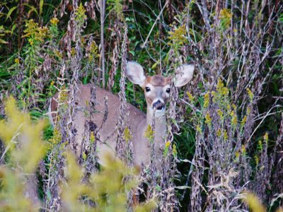 Deer Panterh Creek 9-09.jpg