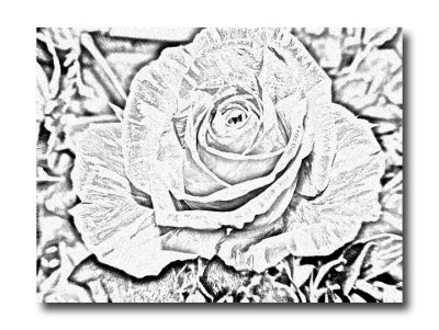 Lessons 3 rose