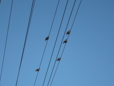 20/03 Tasmania - Swansea - Sheffield