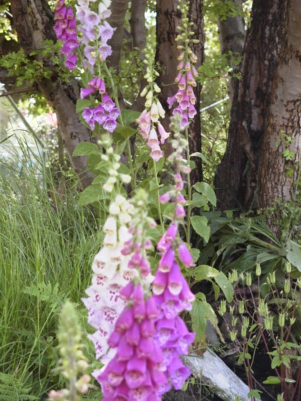 originalFoxgloves_110602.jpg