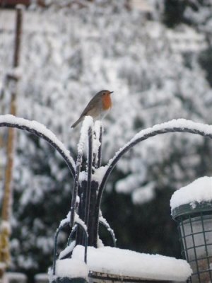 7 Feb 09 - 8:04 am