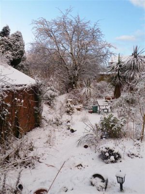 Snow February 2009