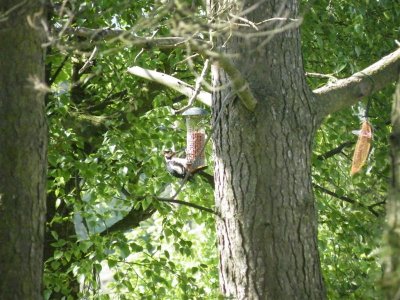 01 Woodpecker at The Stable Darley Moor