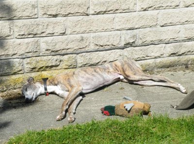 04 Dillon stretching out at The Stables