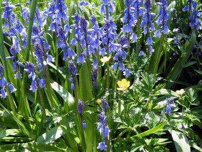 05 Bluebells at The Stables
