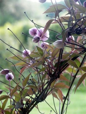 08 Clematis at The Stables
