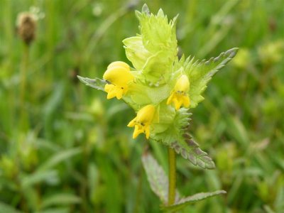 15 toadflax