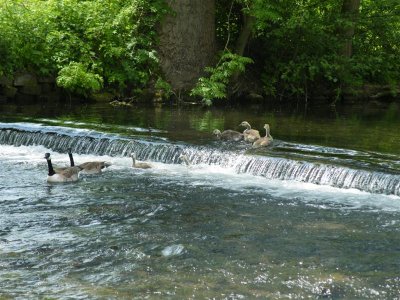 29 Wye inhabitants