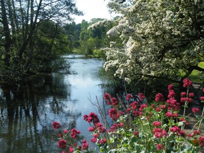 44 Scot's garden