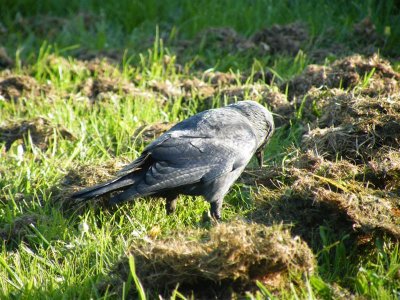 Jackdaw nesting