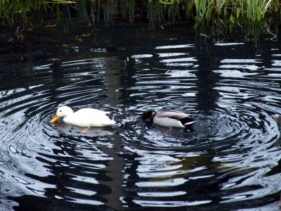 DSCF8841 (Medium).JPG