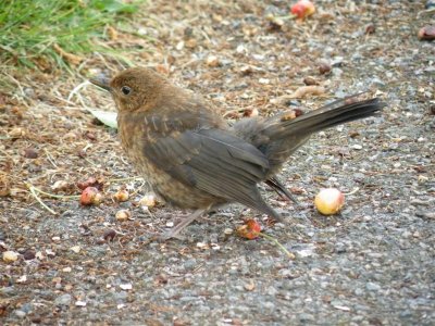 Baby blackbird feasting on sour cherries