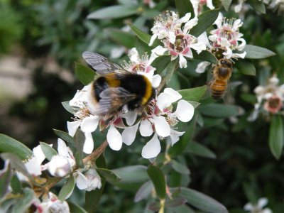 Botanic Gardens Sheffield