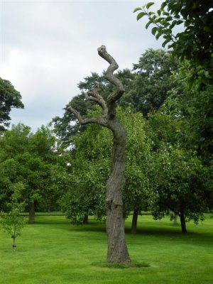 Hardwick Hall - orchard