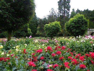 Dahlias in the Maze garden