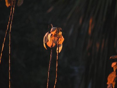 9 Jan 11 - Golden light on cotinus in my garden