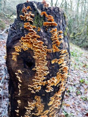 Fungi on stump