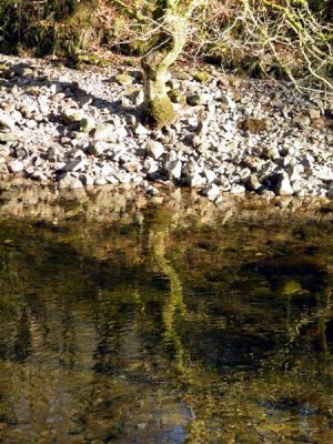 11.49am tree reflection