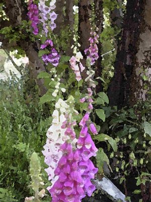 watercolourFoxgloves_110602.jpg